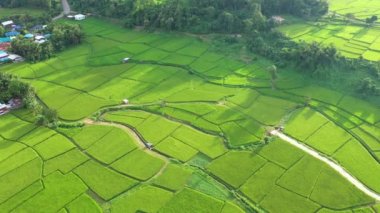 Çeltik tarlalarındaki tarımın üzerinde uçan Aerial view insansız hava aracının görüntüsü. Doku arka planı doğaldır. Tarım kavramı Tayland 'ın Nan eyaletinde pirinç bitkileri yetiştiriyor..