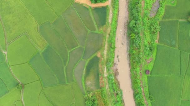 映像B Roll Airial Viewドローンは水田稲作のために農業の上空を飛行する 自然なテクスチャの背景 ナン州の農業コンセプト栽培米工場 — ストック動画