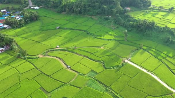 Footage Roll Aerial View Drone Flying Agriculture Paddy Rice Fields — Stock Video