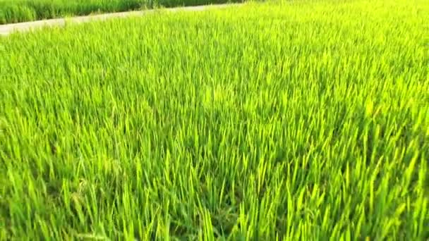 Footage Roll Aerial View Drone Flying Agriculture Paddy Rice Fields — Stock Video