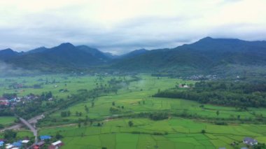 Çeltik tarlalarındaki tarımın üzerinde uçan Aerial view insansız hava aracının görüntüsü. Doku arka planı doğaldır. Tarım kavramı Tayland 'ın Nan eyaletinde pirinç bitkileri yetiştiriyor..