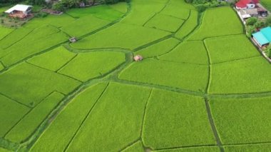 Çeltik tarlalarındaki tarımın üzerinde uçan Aerial view insansız hava aracının görüntüsü. Doku arka planı doğaldır. Tarım kavramı Tayland 'ın Nan eyaletinde pirinç bitkileri yetiştiriyor..