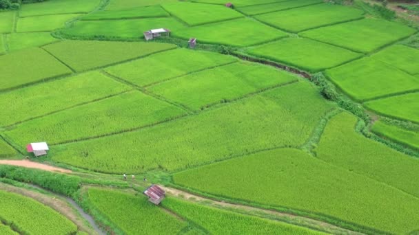 Footage Roll Aerial View Drone Flying Agriculture Paddy Rice Fields — Stock Video