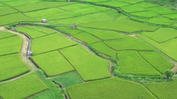 Footage Roll Aerial View Drone Flying Agriculture Paddy Rice Fields — Stock Video
