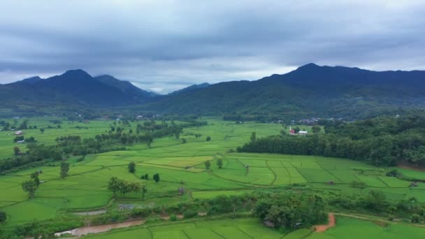 Footage Roll Aerial View Drone Flying Agriculture Paddy Rice Fields — Stock Video