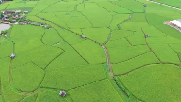 在稻田上空盘旋的航拍图像B Roll对农作的影响 自然的纹理背景 泰国南道种植水稻的农业概念 — 图库视频影像