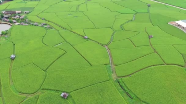 Footage Roll Aerial View Drone Flying Agriculture Paddy Rice Fields — Stock Video