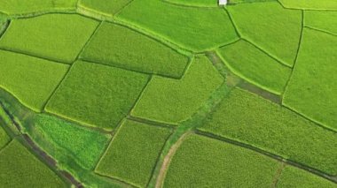 Çeltik tarlalarındaki tarımın üzerinde uçan Aerial view insansız hava aracının görüntüsü. Doku arka planı doğaldır. Tarım kavramı Tayland 'ın Nan eyaletinde pirinç bitkileri yetiştiriyor..