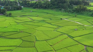 Çeltik tarlalarındaki tarımın üzerinde uçan Aerial view insansız hava aracının görüntüsü. Doku arka planı doğaldır. Tarım kavramı Tayland 'ın Nan eyaletinde pirinç bitkileri yetiştiriyor..