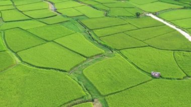 Çeltik tarlalarındaki tarımın üzerinde uçan Aerial view insansız hava aracının görüntüsü. Doku arka planı doğaldır. Tarım kavramı Tayland 'ın Nan eyaletinde pirinç bitkileri yetiştiriyor..