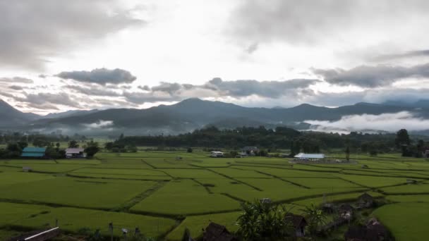 Filmación Rodar Timelapse Volar Arrozales Vista Aérea Hermosa Naturaleza Niebla — Vídeos de Stock