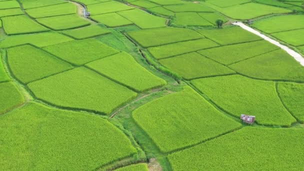 Filmagem Rolo Drone Visão Aérea Sobrevoando Agricultura Arrozais Para Cultivo — Vídeo de Stock