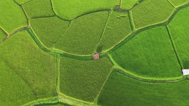 Çeltik Tarlalarındaki Tarımın Üzerinde Uçan Aerial View Insansız Hava Aracının — Stok video