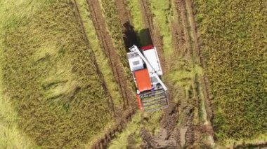 B kamerası, pirinç tarlasıyla birleşik hasat makinesinin hava görüntüsü. Tarım çiftliği pirinç hasadı ve çiftçi. Doku arka planı doğaldır. Tarım kavramı pirinç bitkisi yetiştiriyor.