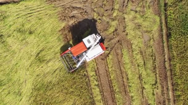 Filmagem Rolo Vista Aérea Máquina Colheitadeira Combine Com Campo Arroz — Vídeo de Stock