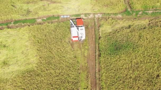 Beelden Roll Luchtfoto Van Combineer Oogstmachine Met Rijstveld Landbouwbedrijf Van — Stockvideo