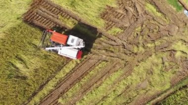 B kamerası, pirinç tarlasıyla birleşik hasat makinesinin hava görüntüsü. Tarım çiftliği pirinç hasadı ve çiftçi. Doku arka planı doğaldır. Tarım kavramı pirinç bitkisi yetiştiriyor.