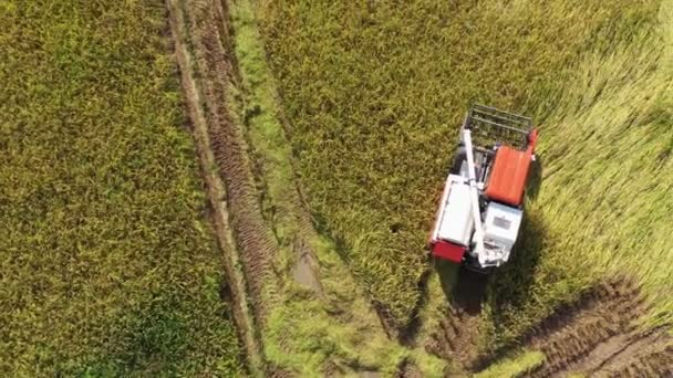 Rouleau Vue Aérienne Moissonneuse Batteuse Avec Rizière Exploitation Agricole Récolte — Video