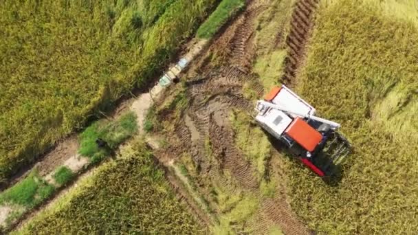 Filmagem Rolo Vista Aérea Máquina Colheitadeira Combine Com Campo Arroz — Vídeo de Stock