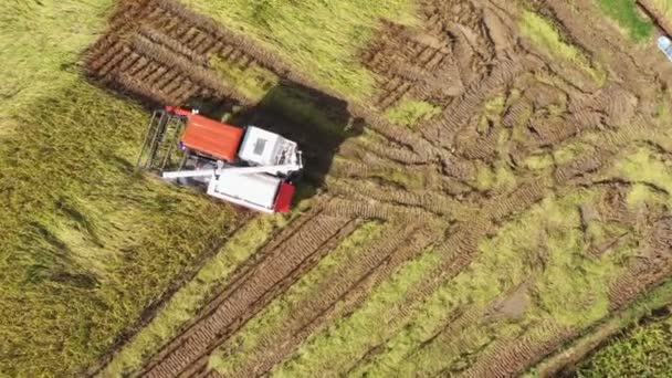 影像B卷 稻田联合收割机的航景 农庄的水稻收获和农民 自然的纹理背景 种植水稻的农业概念 — 图库视频影像