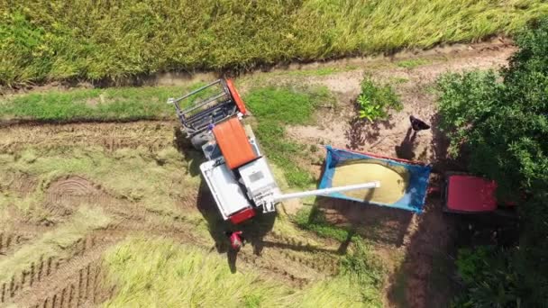 Filmagem Rolo Vista Aérea Máquina Colheitadeira Combine Com Campo Arroz — Vídeo de Stock