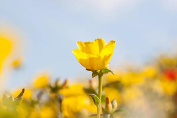 Pourpier roux jaune, verdolaga, asclépiade ou petit porc — Photo