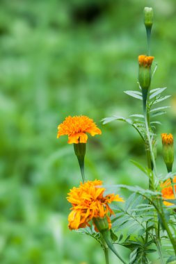 Marigold çiçek yumuşak güneş ışığı içinde doğa ile.