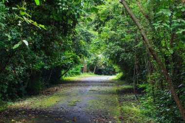 bir gölgelik ve yaprak ülke Caddesi üzerindeki tropik ağaçların formu