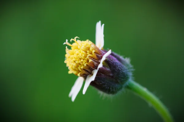 Marco-Aufnahme eines Tridax procumbens, kleine Blüten in der Natur. — Stockfoto