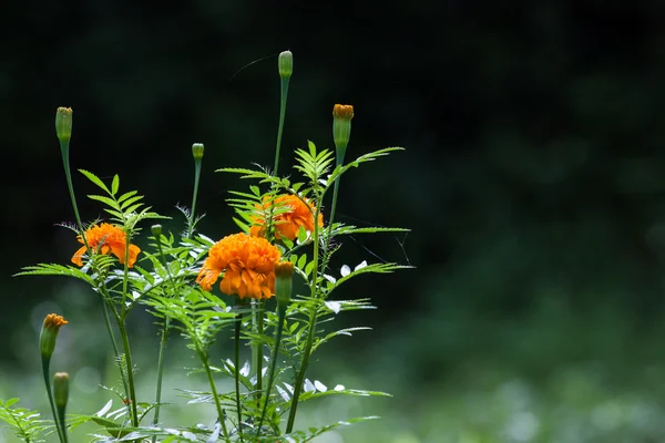 Souci fleur avec lumière douce du soleil dans la nature . — Photo