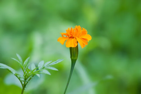 Souci fleur avec lumière douce du soleil dans la nature . — Photo
