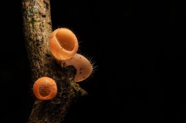 Koyu arka plan üzerinde yağmur ormanlarında şampanya mantar.