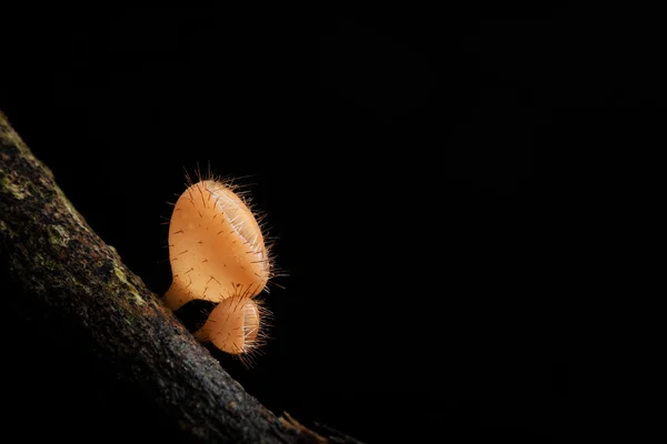 Fungo Champagne nella foresta pluviale su sfondo scuro . — Foto Stock