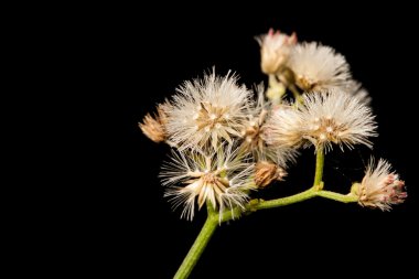Makro die tridax procumbens küçük çiçek karanlık b doğada