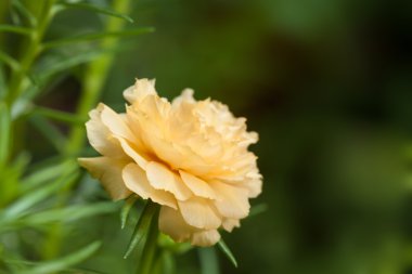 sarı kırmızı ortak Semizotu veya verdolaga veya pigweed veya küçük domuz