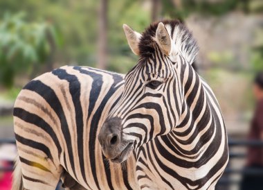 Zebra Hayvanat Bahçesi