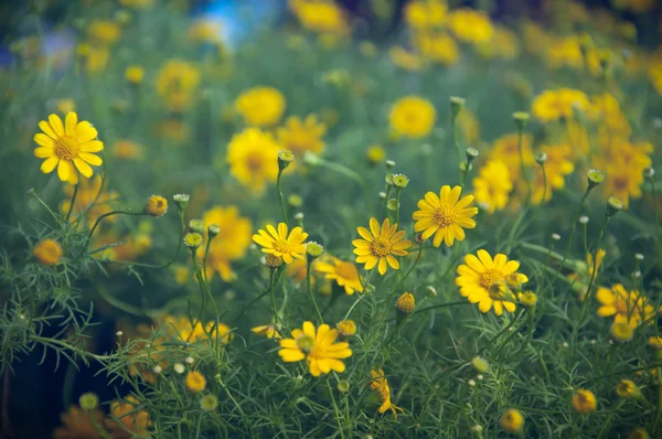 Abstraktní dahlberg daisy vinobraní pozadí. — Stock fotografie