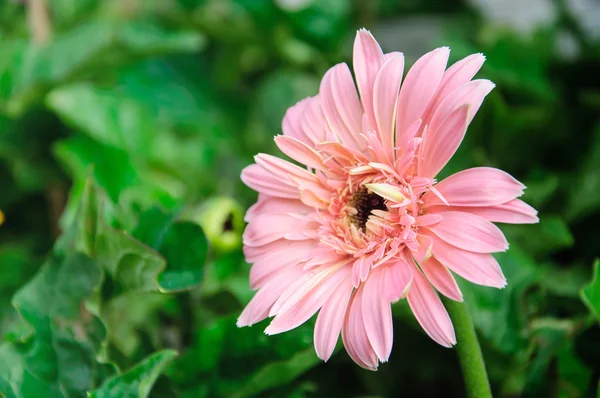 Fleurs de gerbera rose sur fond vert flou — Photo