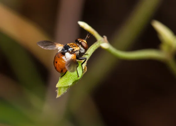 Voar na folha verde — Fotografia de Stock