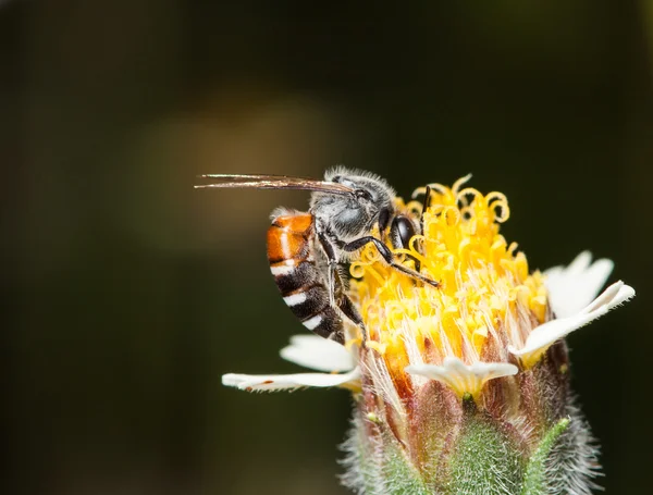 Abeille sur un tridax procumbens petites fleurs dans la nature — Photo