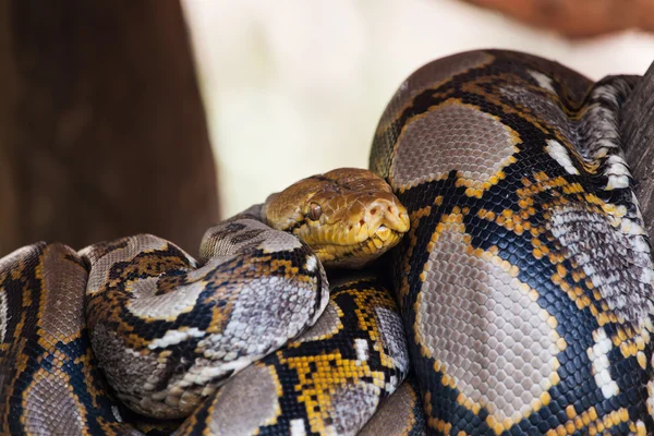 Serpente pitone — Foto Stock