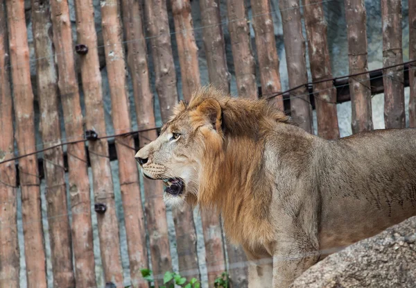 Lion dans le zoo — Photo