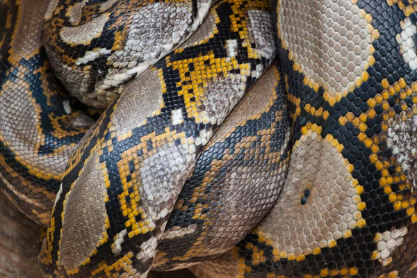 Змея-питон — стоковое фото