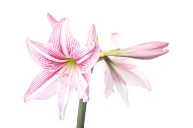 İzole çiçeklenme Hippeastrum