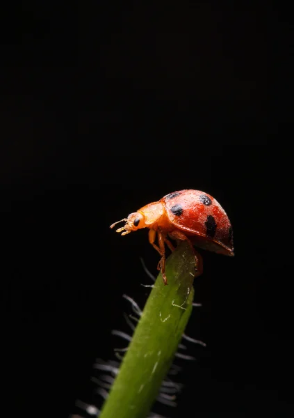 Lady bug sobre fondo oscuro . —  Fotos de Stock