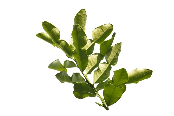 Kaffir lime leaves isolated on white background — Stock Photo, Image