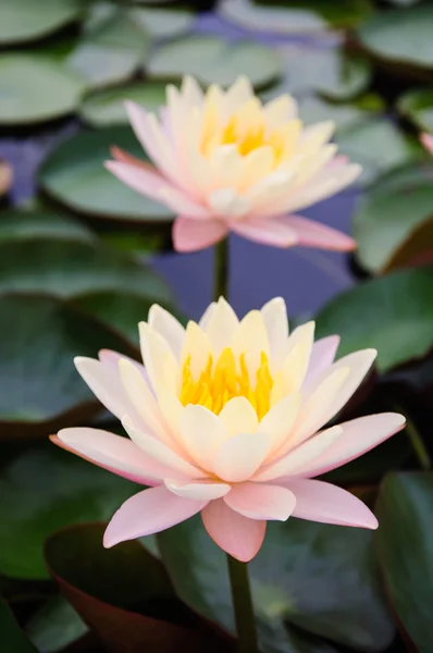 Esta bela flor de lírio ou lótus — Fotografia de Stock