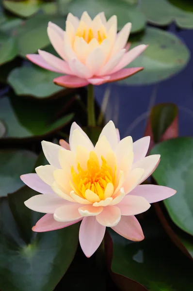Esta bela flor de lírio ou lótus — Fotografia de Stock