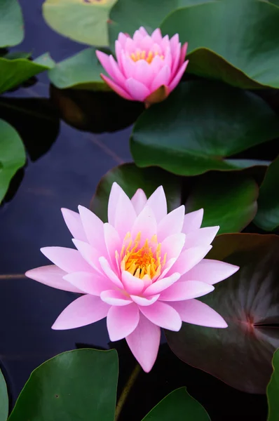 Esta bela flor de lírio ou lótus — Fotografia de Stock