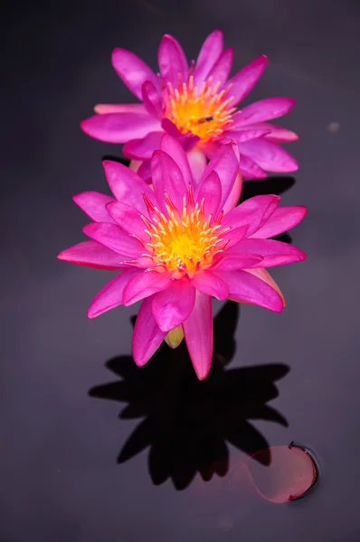 Esta bela flor de lírio ou lótus — Fotografia de Stock